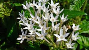 Image result for Pentas longiflora
