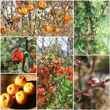 One look at texas scarlet flowering quince in bloom and most gardeners are sold! The Quincessential Guide To Japanese Quince Chaenomeles Speciosa