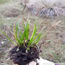 Image result for Juncaginaceae