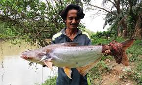Top 5 umpan ikan keli | feat. Rahsia Memancing Ikan Patin Umpan