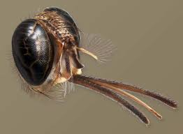 Image result for Isoglossa ciliata