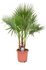The washingtonia, phoenix and trachycarpus palm trees can be delivered directly from the fields in rootball, but also in container. Washingtonia Filifera Fan Palm Florastore