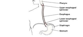 Image result for esophagus