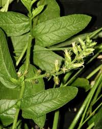 Image result for Cyphia