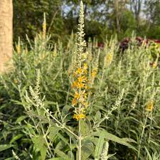 Image result for Buddleja asiatica