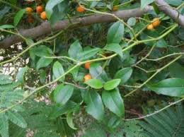 Image result for Cassinopsis ilicifolia