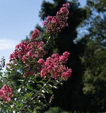 Image result for Corallocarpus triangularis