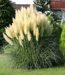 Pin Pa Garten
