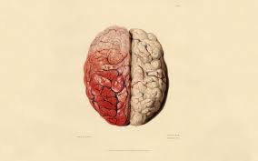 Anatomy Wallpapers Group 83 Find the best brain wallpaper hd on getwallpapers. anatomy wallpapers group 83