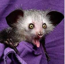 Endangered Aye Aye Daubentonia Madagascariensis Lemur Spirit Animal Unique Animals