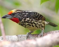 Page 35 Bird Names In Kannada Burung Cantik
