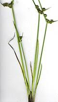 Image result for Cyperus chersinus