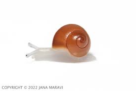 Image result for Alinula sp.