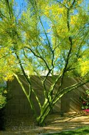 Find out which desert trees will make your home shine with our helpful guide, and start your desert garden with these great suggestions today! 170 Desert Trees Ideas Desert Trees Landscape Trees Landscape