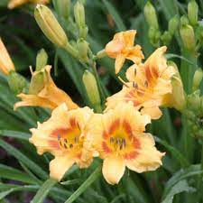We did not find results for: Blackeyed Stella Daylily Finegardening
