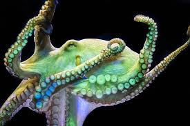 The most krake families were found in the usa in 1880. Gemeiner Krake Tiergarten Schonbrunn