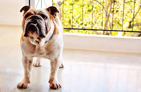 The english bulldog (or simply 'bulldog') was bred in england for bull baiting, a popular gambling 'sport' in which one or more dogs were matched up when the olde english bulldogge is shedding, use a rubber brush to remove dead hairs. English Bulldog Grooming Bathing Shedding And More