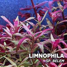 Image result for Limnophila ceratophylloides