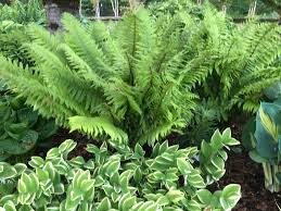 Image result for Dryopteris kilemensis