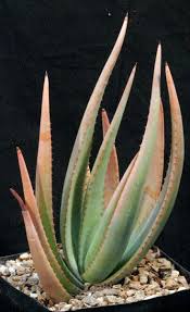 Image result for Aloe lutescens