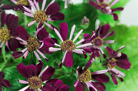 Image result for Pericallis