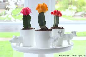 I haven't tried this myself yet moon cactus bloom. How To Plant Moon Cactus
