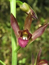Image result for Eulophia leachii