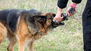 Let them come to you. How To Make A Dog Love You 12 Steps With Pictures Wikihow