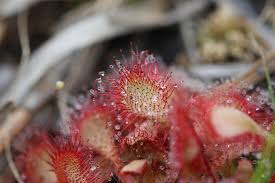 Image result for Droseraceae