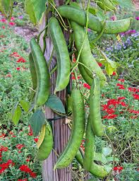 Image result for Canavalia ensiformis