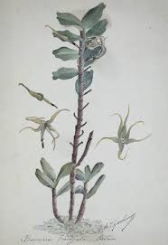 Image result for Disperis sp. nov. aff. macowanii