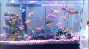 South American Cichlids | 6 Colorful Species For Beginners! - Aquariadise