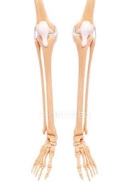 These muscles work together to produce movements such as standing, walking, running, and jumping. Lower Leg And Foot Bones Computer Artwork View Stock Photo 160287802