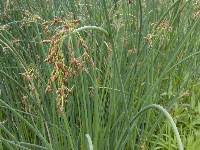 Image result for Schoenoplectus erectus