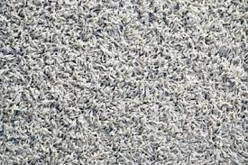 Nach 2 tagen haben wir festgestellt, dass der teppich unseres appartements voll ist mit flöhen! Flohe Im Teppich Was Tun