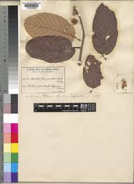 Image result for Monotes africanus