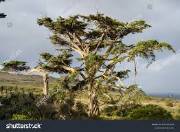 Image result for Widdringtonia nodiflora