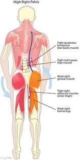 ~serves to extend the knee joint, moving the lower leg forward. Pin On Pain