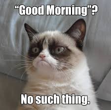 good morning cat meme funny