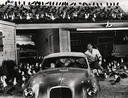 MoMA | Alfred Hitchcock's The Birds