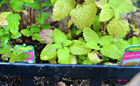 Bee balm will bring many pollinators to your garden like bees, hummingbirds and butterflies. 6 Mosquito Repellent Plants To Keep Pests Away Angi Angie S List