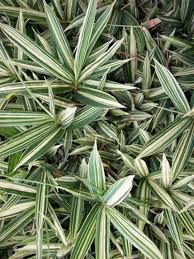 Image result for Pleioblastus fortunei