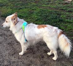 Check spelling or type a new query. Husky Border Collie Mix Love Meme