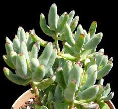 Image result for Cotyledon barbeyi