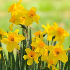 Jonquils A Sweet Spring Surprise Cicek Doga