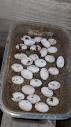 Geeky Gecko Creations | First clutch of high white red tegu eggs ...