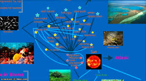 Coral reef is the term for any fully marine, underwater ecosystem with a calcium carbonate foundation produced by the skeletons of living organisms, a substantial number of which are corals. Australia Coral Reef Biome Food Web Youtube