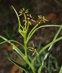 Image result for Camptorrhiza strumosa