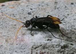 Image result for Disperis sp. nov. aff. bifida