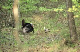 Each call can be looped or play. Spring Turkey Hunting Everything You Need To Know Including Season Dates Hotspots And The Freeze